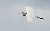 Great white egret (Ardea alba)